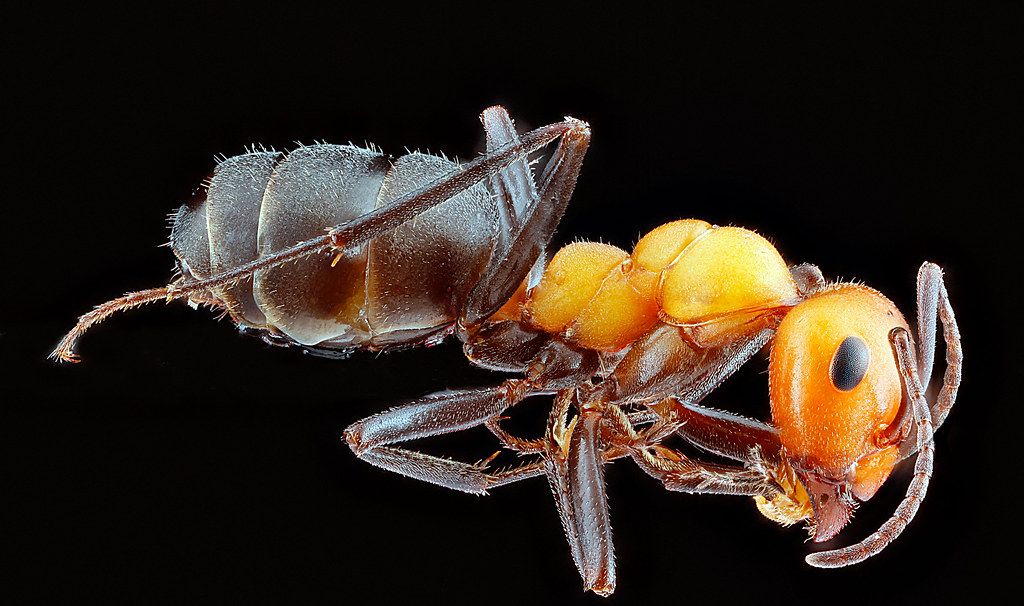 Ant Control service in Rockford, IL