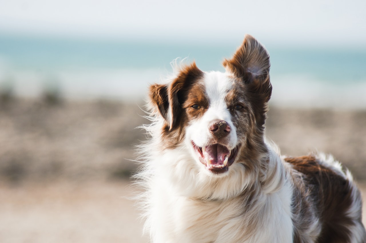 Flea & Tick Control service in Rockford, IL