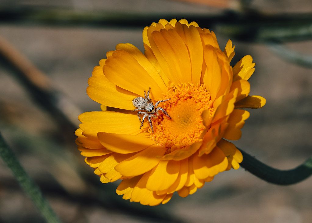 Spider Control service in Rockford, IL